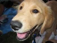 photo golden retriever